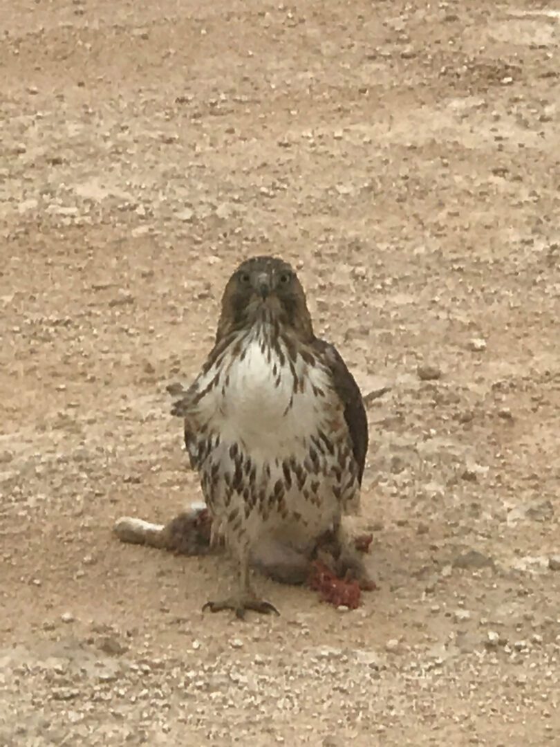 A bird with its head on the ground