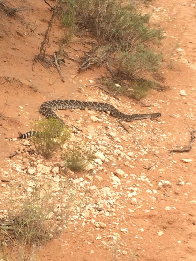 A snake is walking on the ground in the desert.